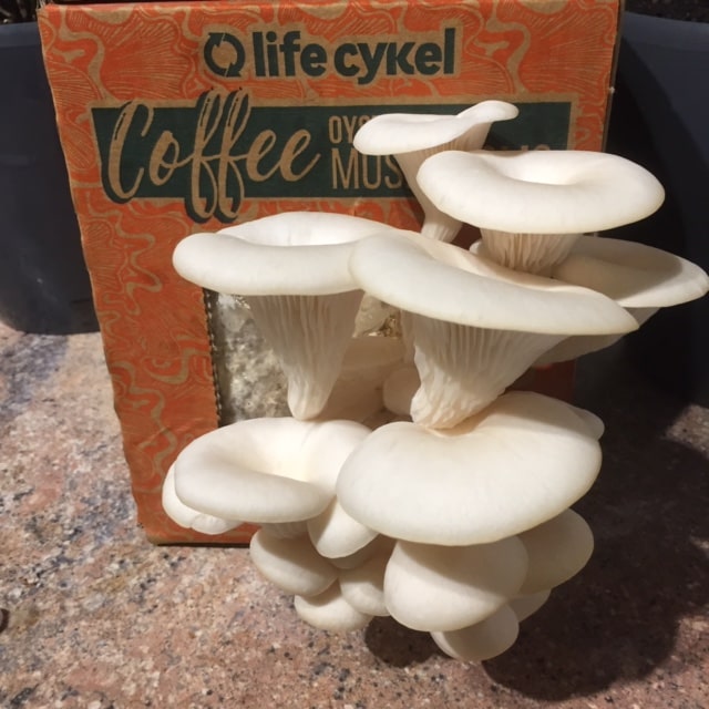 mushroom kit